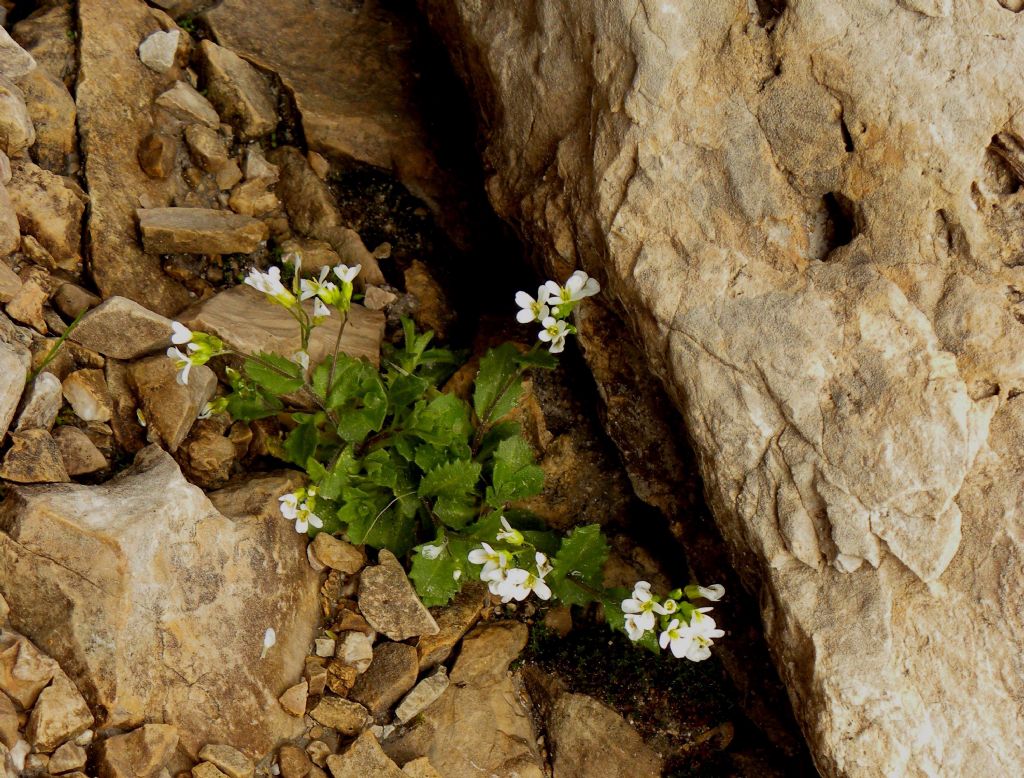 Arabis alpina